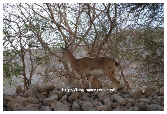 엔게디(Ein Gedi) 이미지