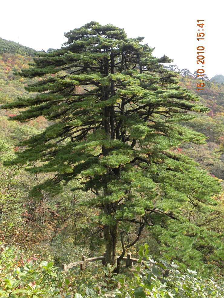 서해 산장 이미지