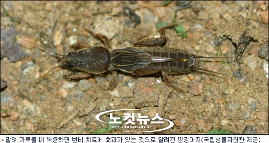 지리산 굼벵이 이미지