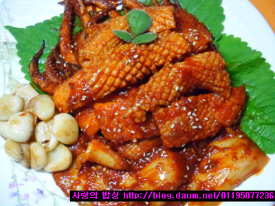 열정오징어 이미지