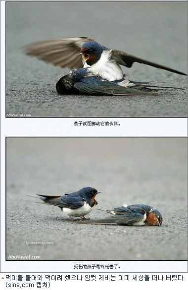 고양제비 이미지