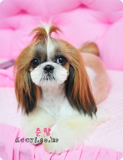 해피하비 이미지