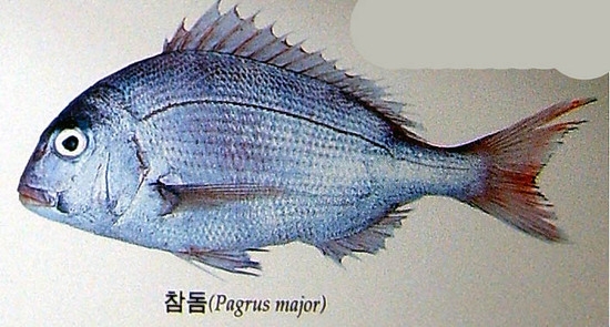 바다생선 이미지