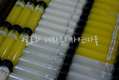12월의알로하 이미지