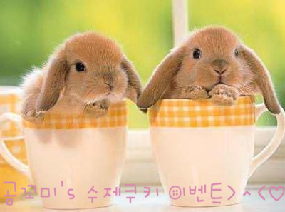성꼬미 이미지