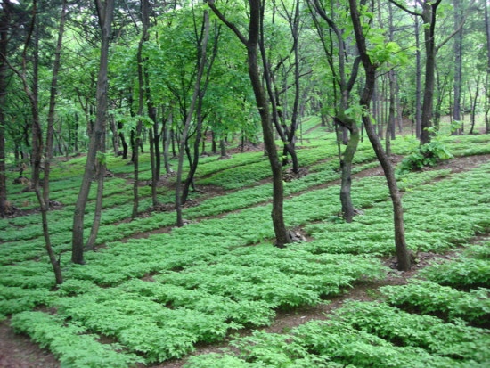 산삼골 이미지
