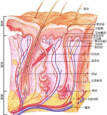 동안스킨케어 이미지