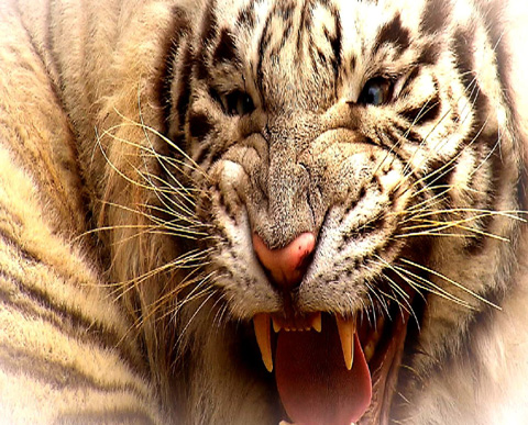스타댄스 이미지