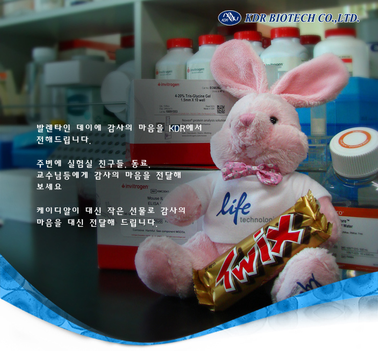 케이디알 이미지