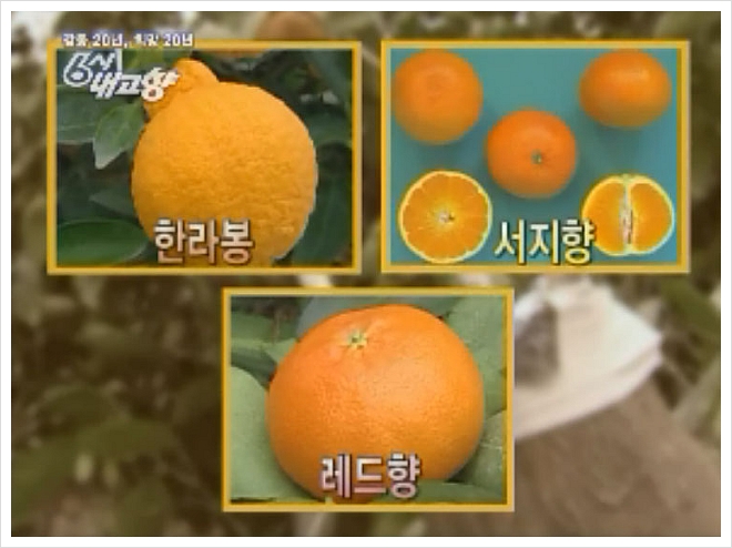 레드향 이미지