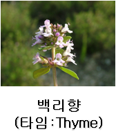 백리향 이미지