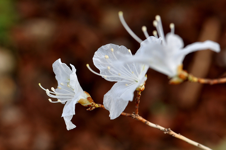 산홍 이미지