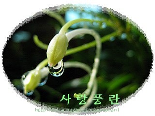 나새만 이미지