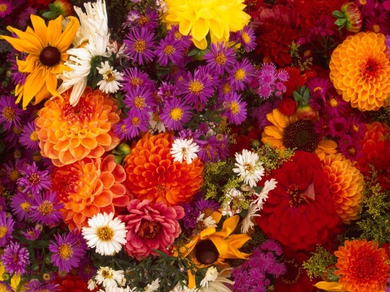 님flower 이미지