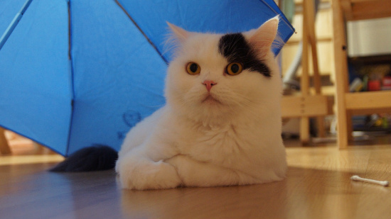 낭만고냥이 이미지