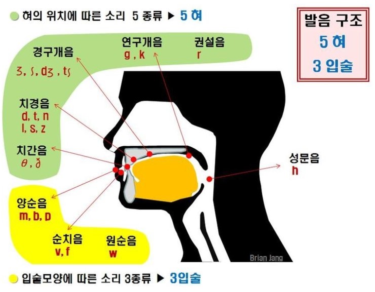 혀의 위치에 따른 소리 종류 - 구개음/치경음/순음 [영어학/발성 발음위치] : 네이버 블로그