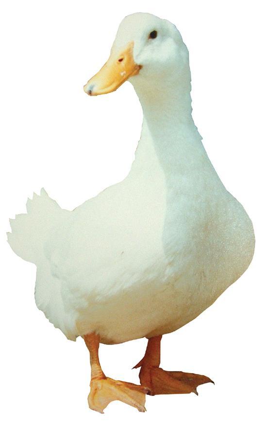 와~오리닭 이미지