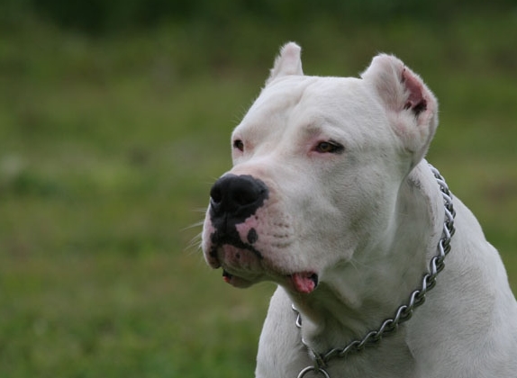 도고(DOGO) 이미지
