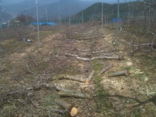 사과나무(주) 이미지