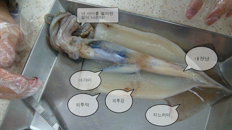 오징어 해부 : 네이버 블로그
