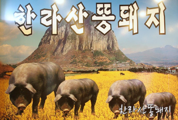 한라산똥돼지 이미지