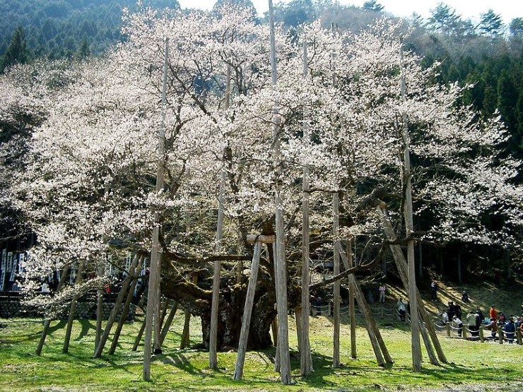 하나모토스 이미지