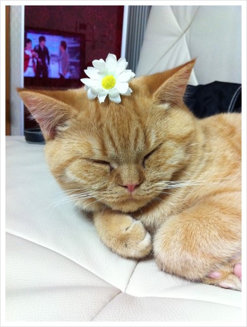 머리에 꽃달다 이미지