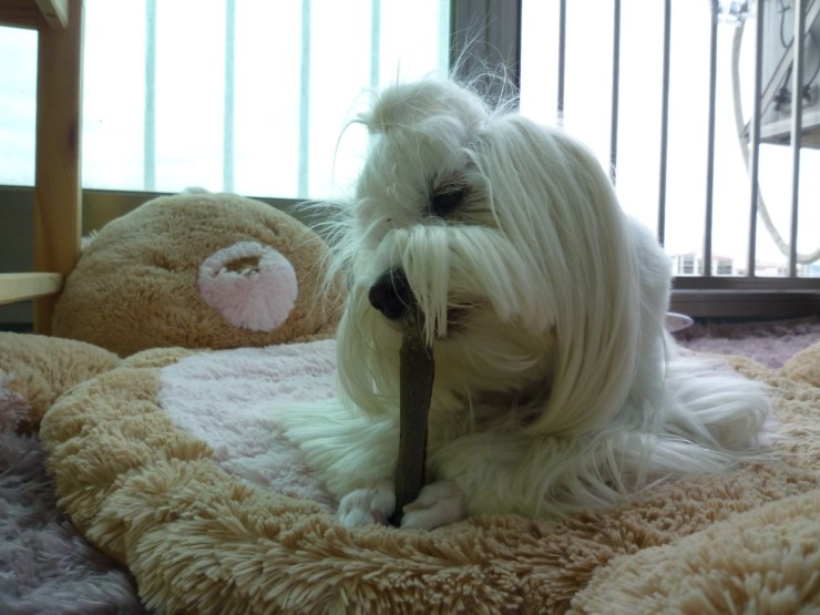 오물오물 이미지