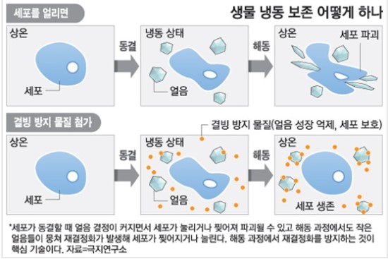 세기냉동 이미지