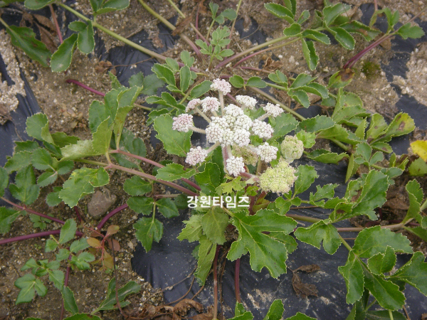 강릉산업개발 이미지