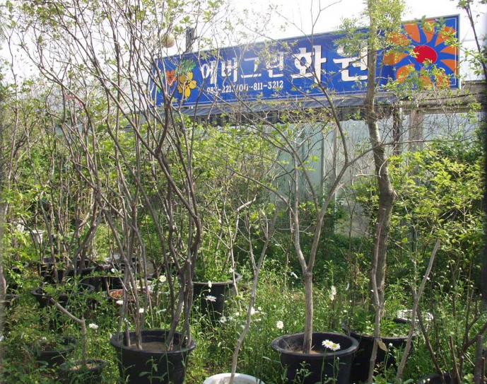 에버그린화원 이미지