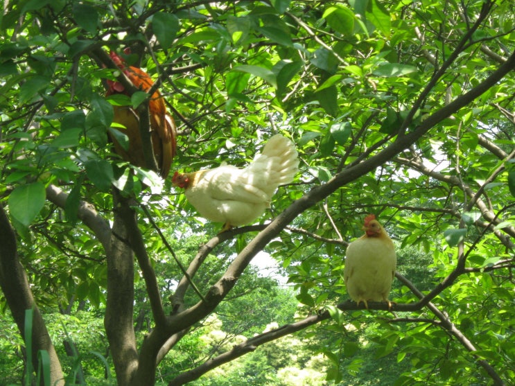 옛날토종닭 이미지