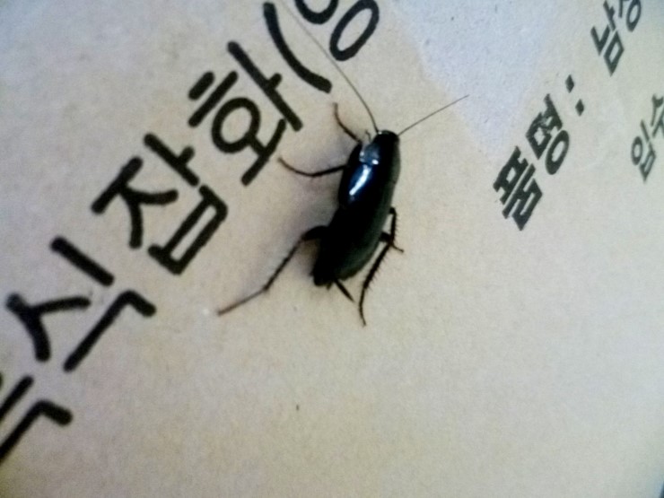 대동방역 이미지
