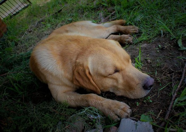 시에스타(SIESTA) 이미지