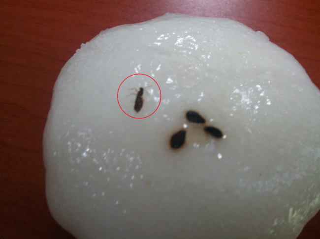 학교급식 개미 이미지