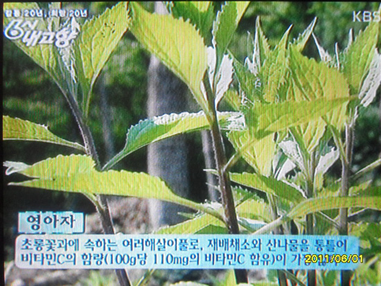 마늘오리 이미지