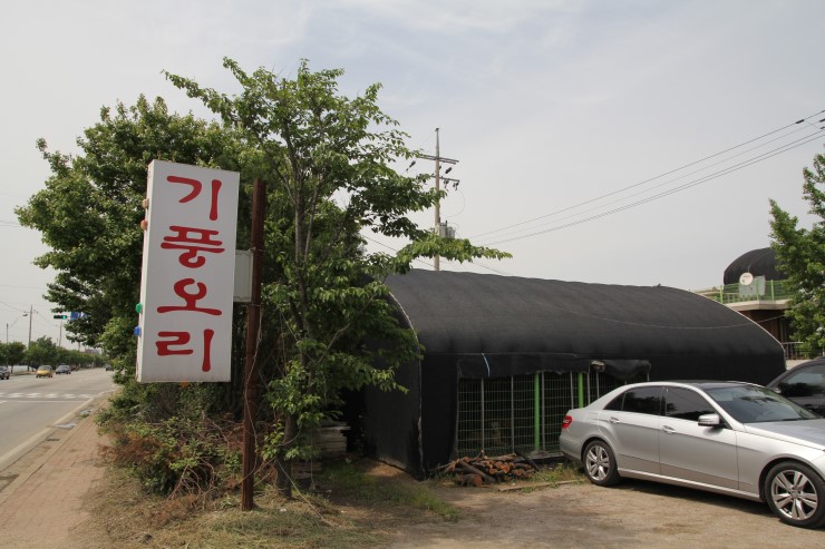 기풍오리 이미지
