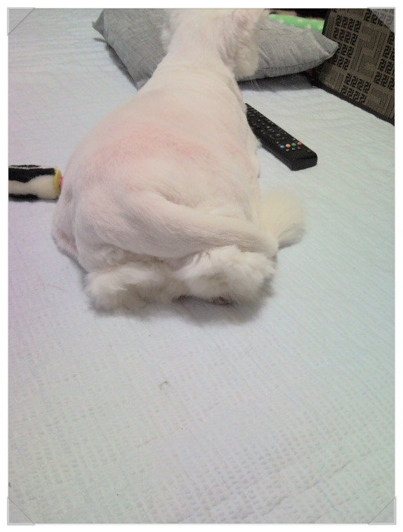 차케 이미지