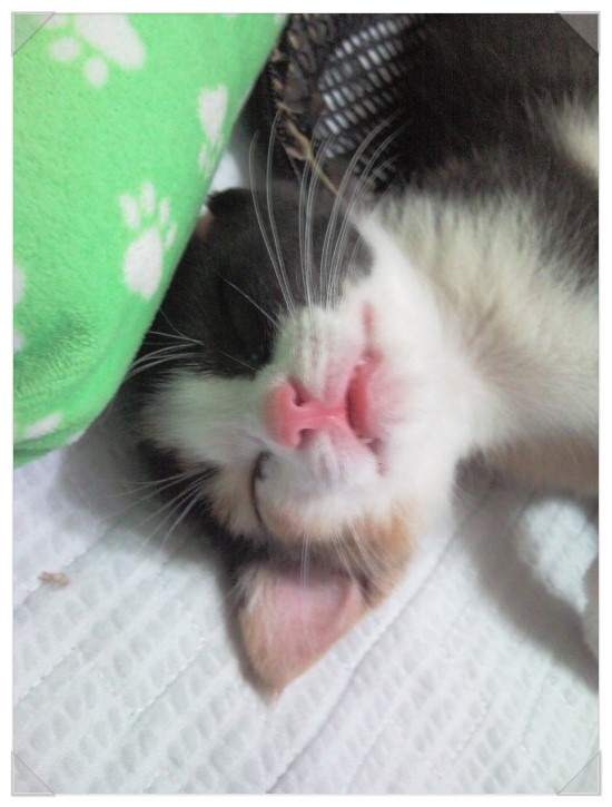 차케 이미지