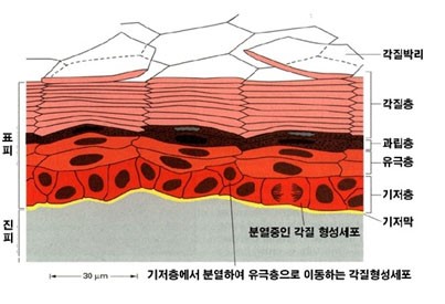 피부의 구조 및 기능 헐리웃 패션 종결자 백여시 : 네이버 블로그