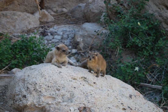 엔게디(Ein Gedi) 이미지