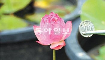 연꽃냉면 이미지