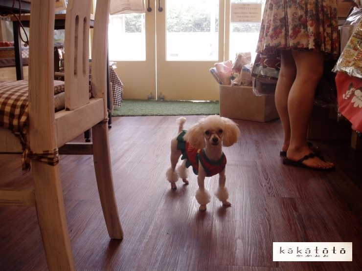 카카토토 이미지