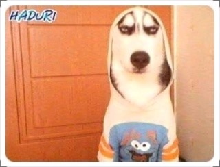 바니버니 이미지