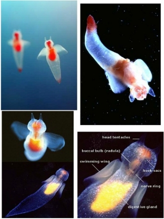 클리오네 이미지