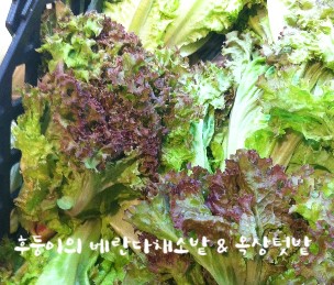[상추] 다양한 상추 종류 : 네이버 블로그