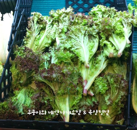 [상추] 다양한 상추 종류 : 네이버 블로그