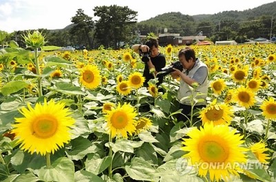 해바라기수산 이미지