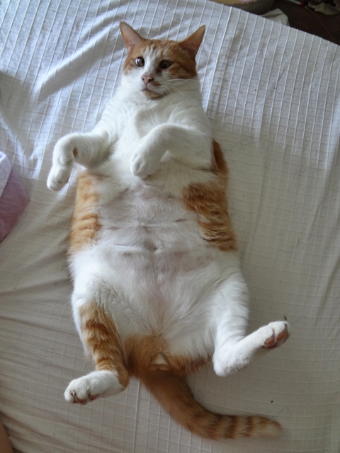 돼지마루 이미지