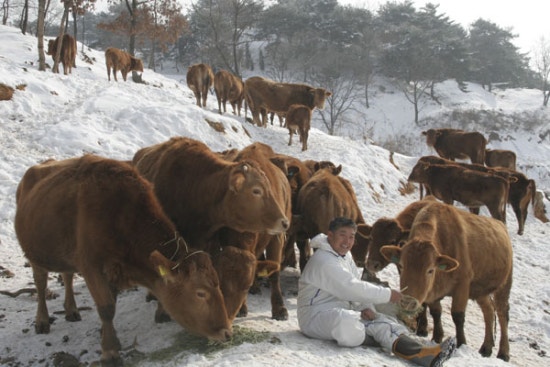 한우농장 이미지